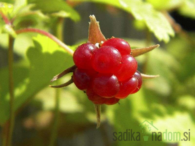 Malina arktička  (Rubus arcticus L.)  pokrivanje Beata