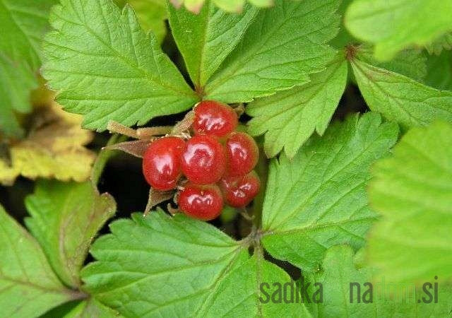 Malina arktička pokrovna Sofia