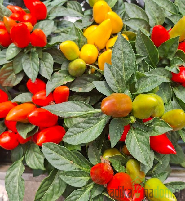 Ukrasna paprika (capsicum annuum)