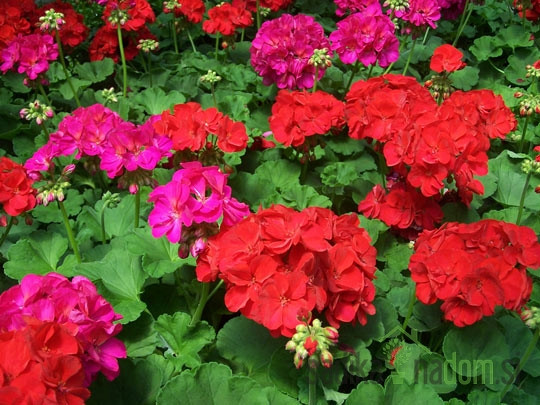 Pelargonija (Pelargonium sp.)