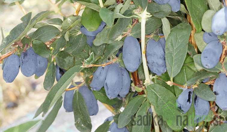 Sibirska borovnica Boreal Blizzard