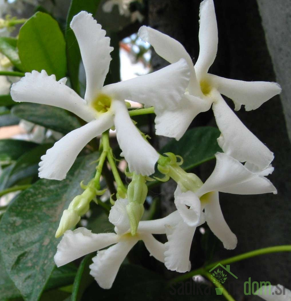 Zvjezdasti jasmin (Rhyncospermum Jasminoides)