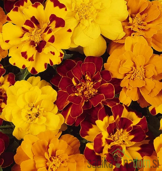 Kadifica (tagetes patula)