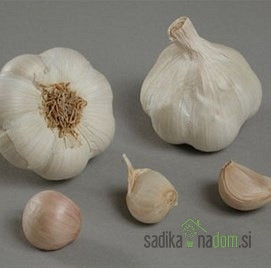 Češnjak Messidrome