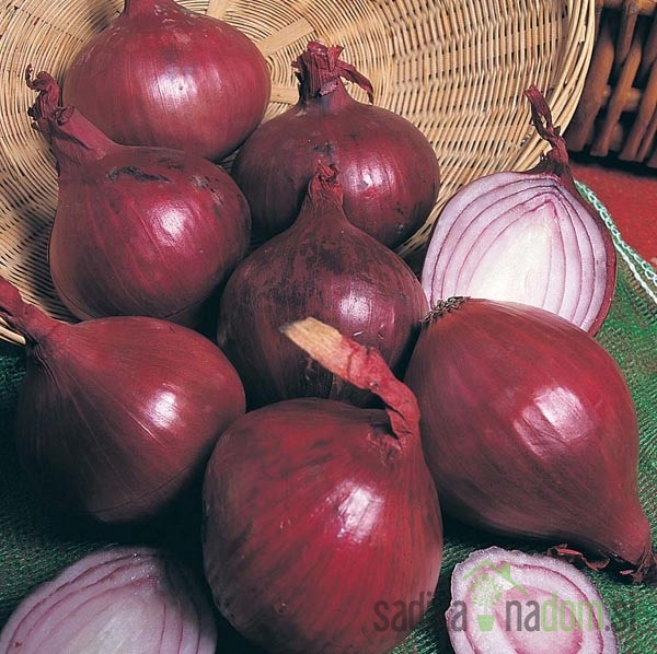 Sjemenska lukovica Red Baron