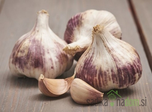 Češnjak Germidour