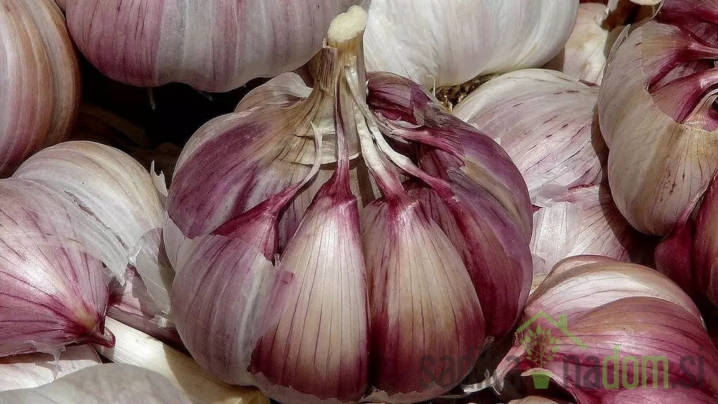 Češnjak Morado de Cuenca