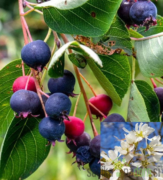 Amelankijer Lamarckii