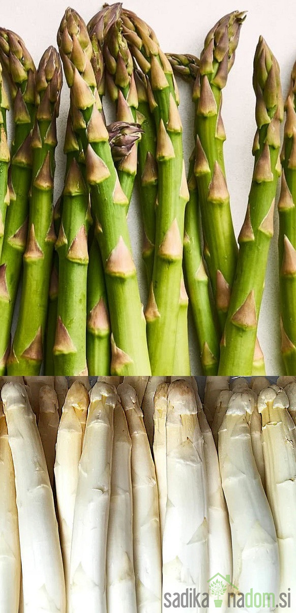 Šparoge Gijnlim - rodne (CIJENA ZA 10 KOM)