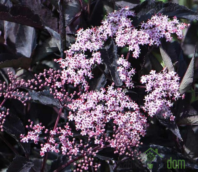 Crna bazga Black Beauty - UKRASNA
