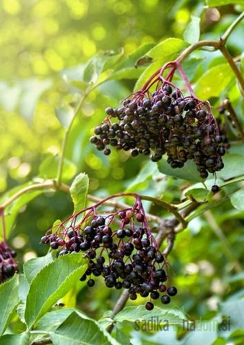 Bazga Crni Sampo (Sambucus)
