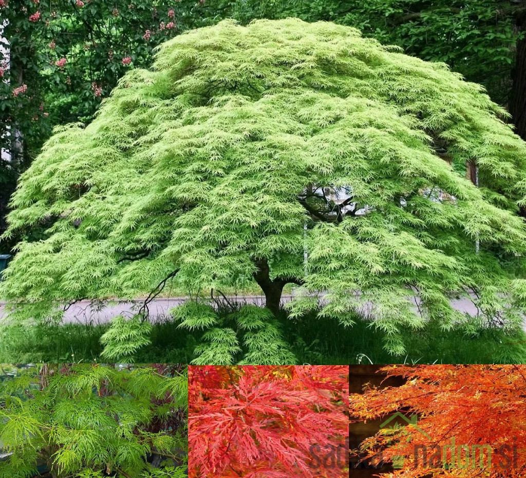 Acer palmatum Emerald Lace - Japanski javor