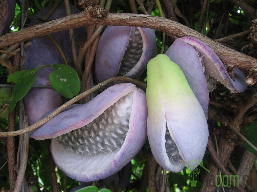 Akebija/Akebia Quinata Variegata