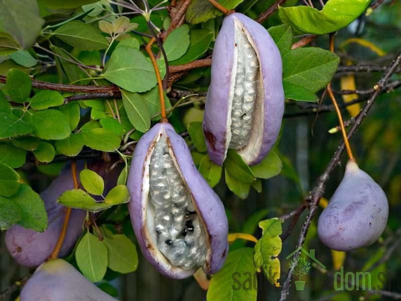 Akebija (Akebia quintata)