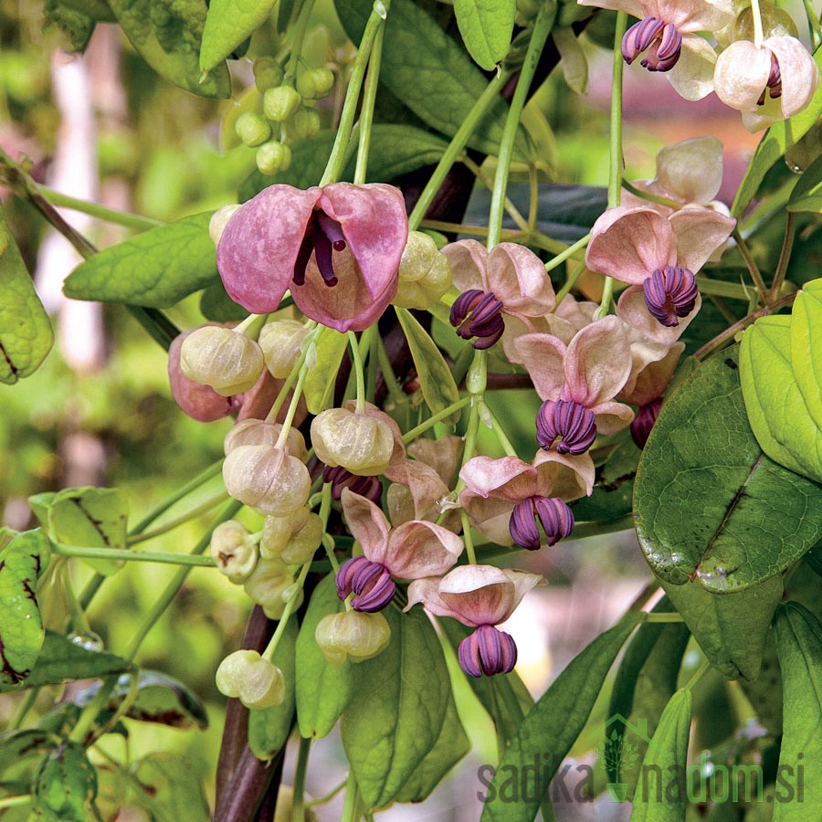 Akebia Quinata Silver Bells