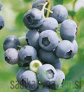 Američka borovnica Sierra