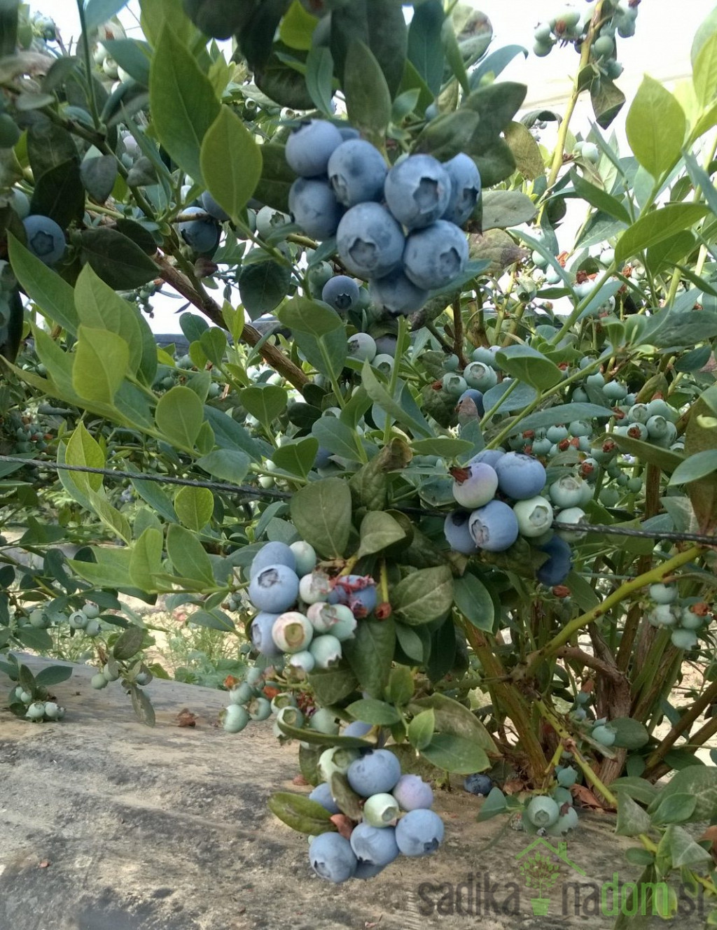 Američka borovnica Alix Blue