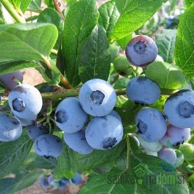 Američka borovnica Denise blue