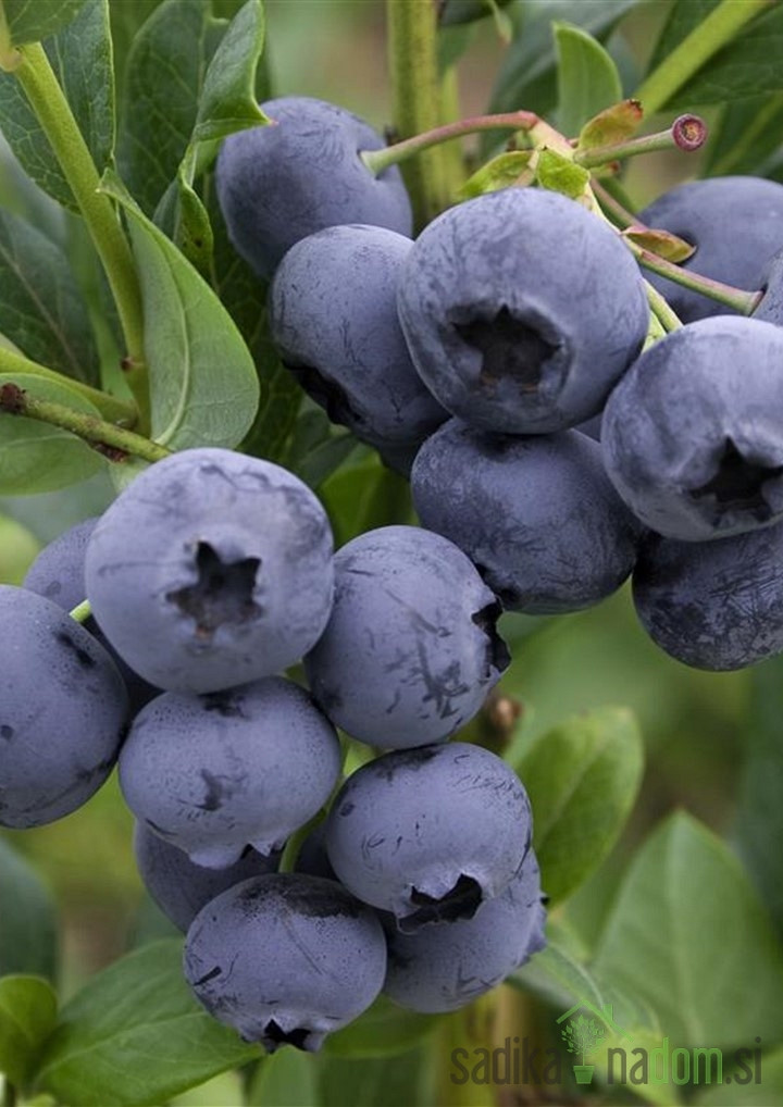 Američka borovnica Hortblue petite - 2X RODNA