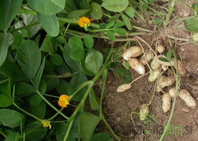 Aromatično bilje Arašid/Kikiriki