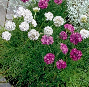 Babina svila (Armeria Morning Star)