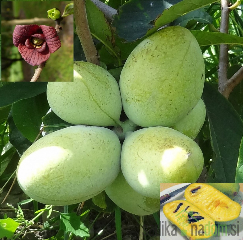 Asimina Prolific- CIJEPLJENA