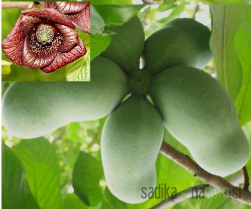 Asimina Rebecca`s gold - CIJEPLJENA