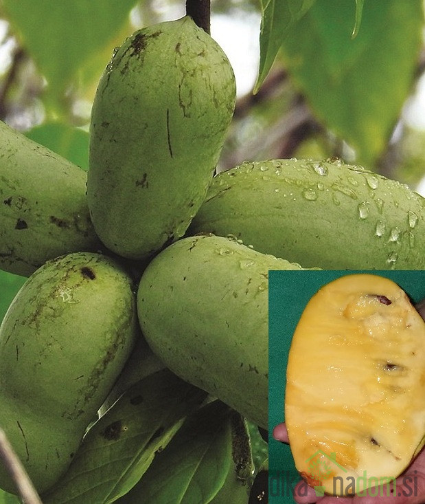 Asimina Kentucky Champion - SAMOPLODNA (vrlo debela)