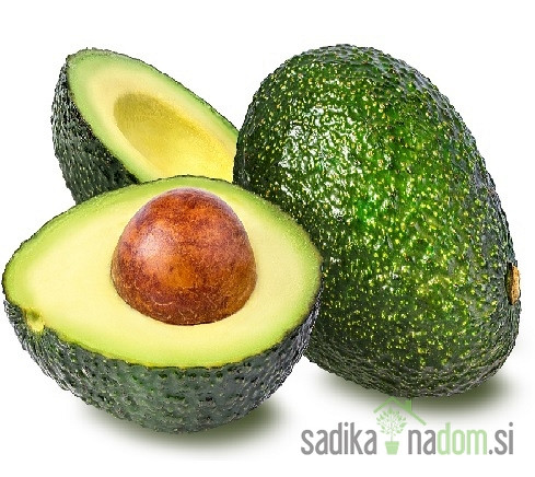 Avokado (Avocado)