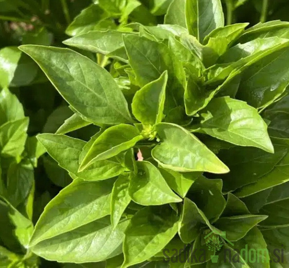 Sjeme Bosiljak Marseillais