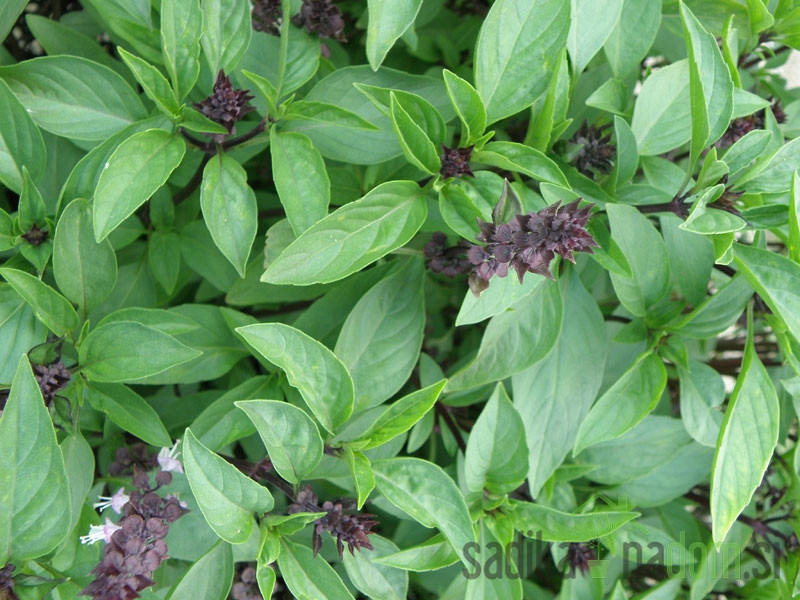 Sjeme Bosiljak Tajlandski