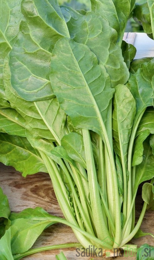 Sjeme Blitva/ Mangold Liscia verde da taglio 482