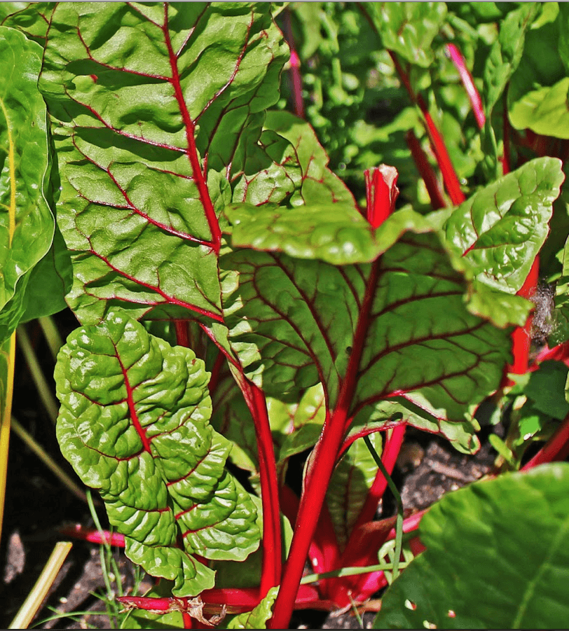 Sjeme Blitva Crvenolisna Rhubarb Chard