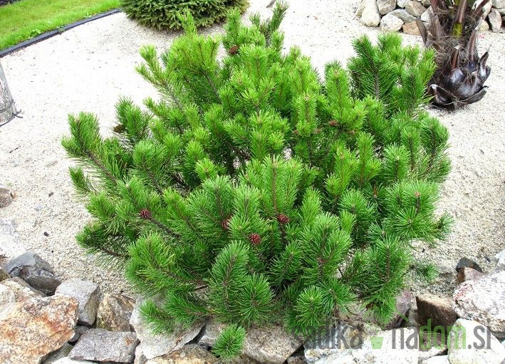 Bor planinski Pumilio (Pinus mugo)