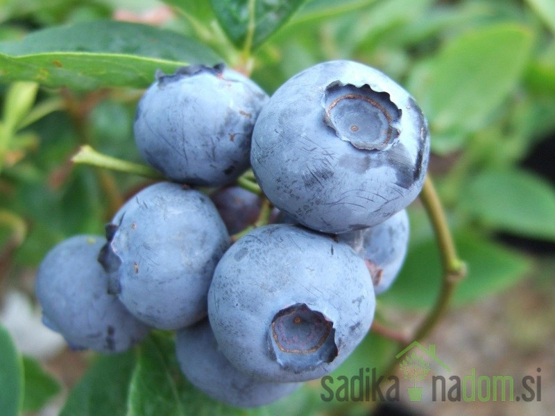 Američka borovnica Blue Gold