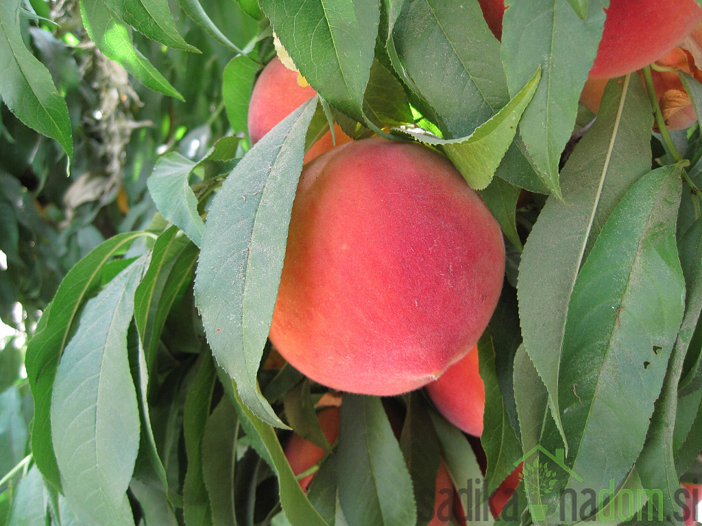 Breskva Elegant Lady