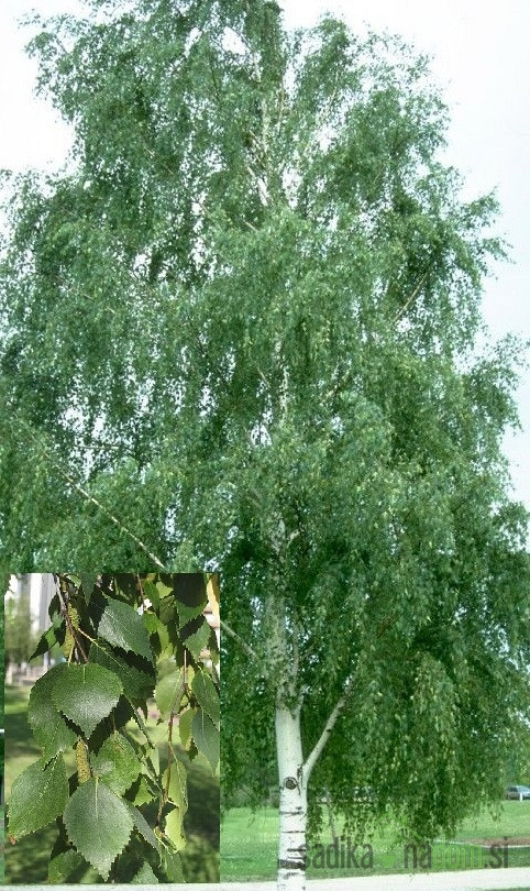 Obična breza (Betula pendula)