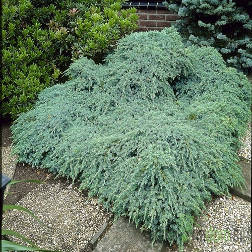 Smrznuta kleka Blue Carpet (Juniperus squamata)