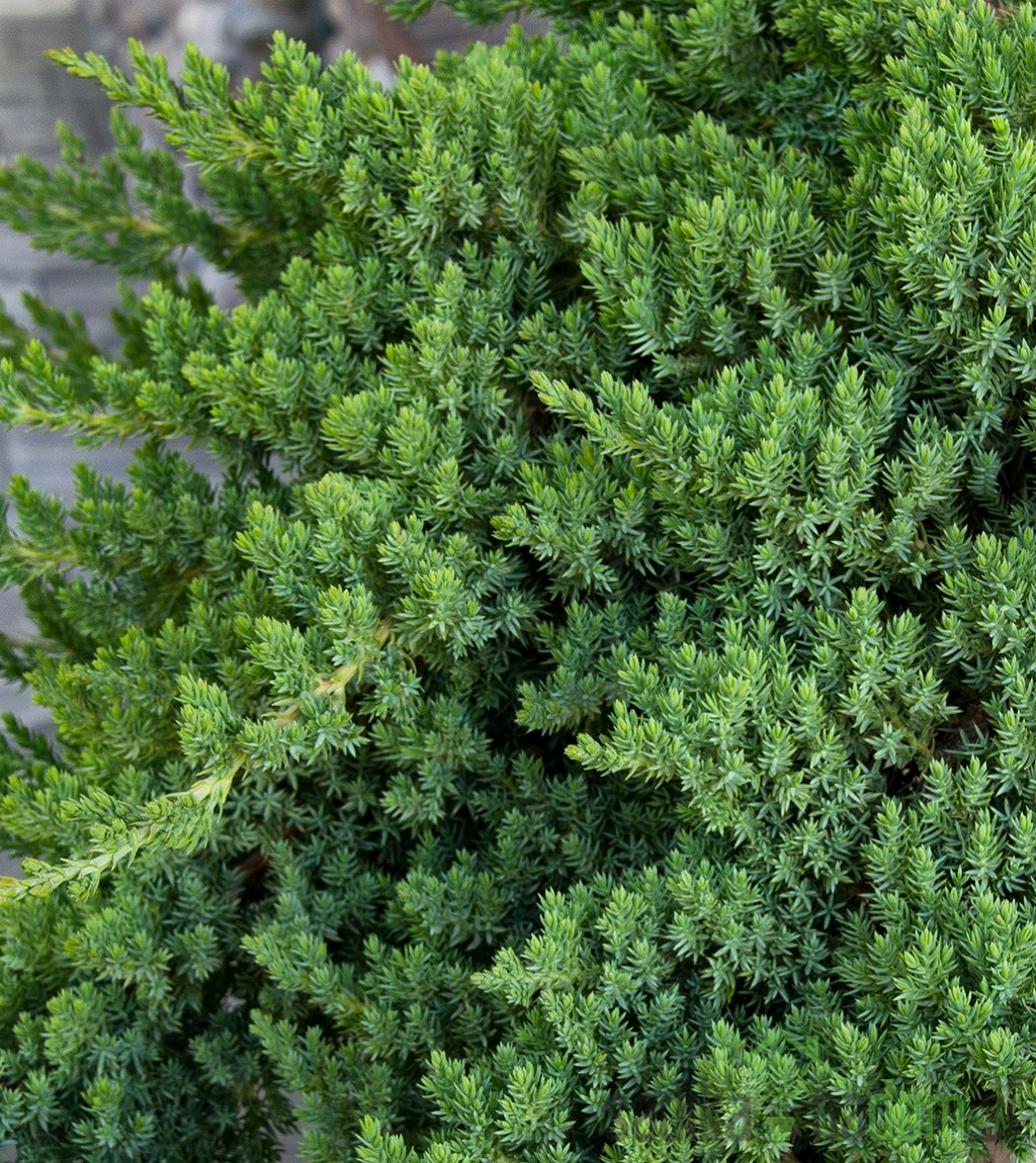 Kleka Nana (Juniperus procumbens) 