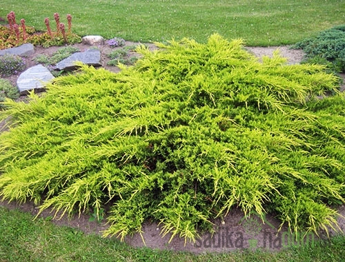 Kleka Old Gold (Juniperus media)