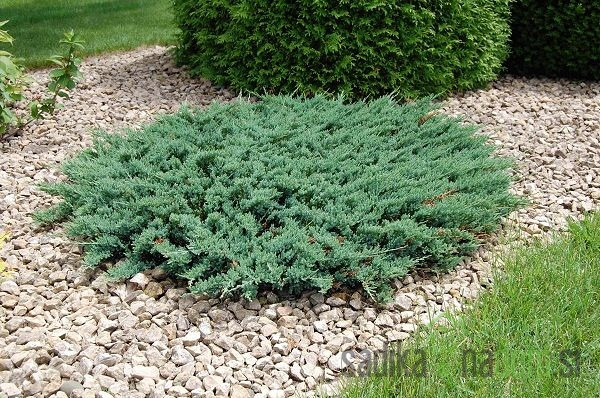 Plutajuća kleka Blue Chip (Juniperus horizontalis)