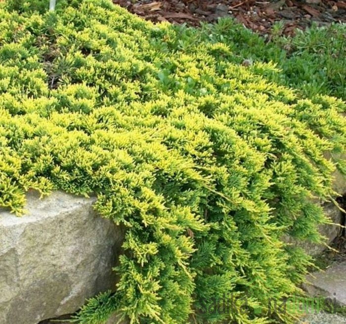 Plutajuča kleka Golden Carpet (Juniperus horizontalis)
