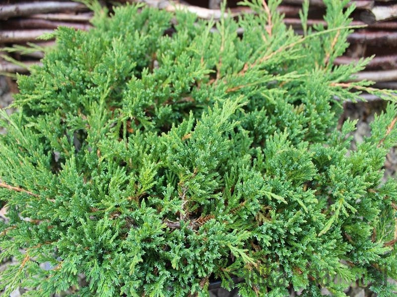Plutajuća kleka Prince of Wales (Juniperus horizontalis)