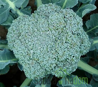 Sjeme brokule Calabrese Natalino 14