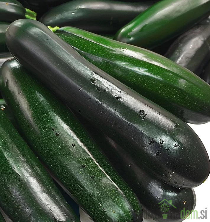 Sjeme tikvica Black Beauty