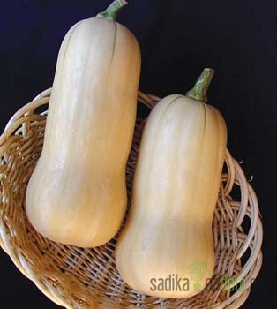 Sjeme Tikvica Butternut Avalon