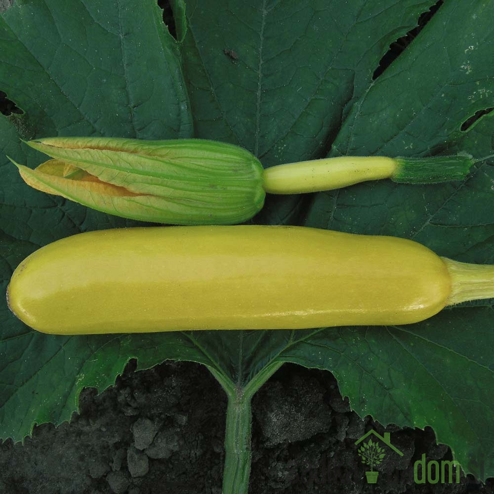 Sjeme Tikvica žuta Soleil