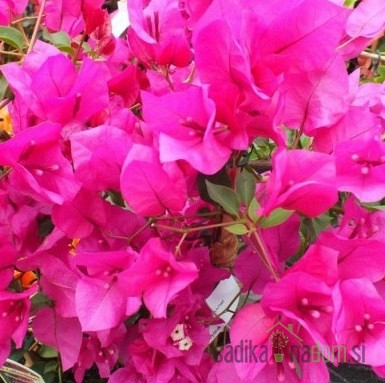 Bugenvilija Alexandra (Bougainvillea)