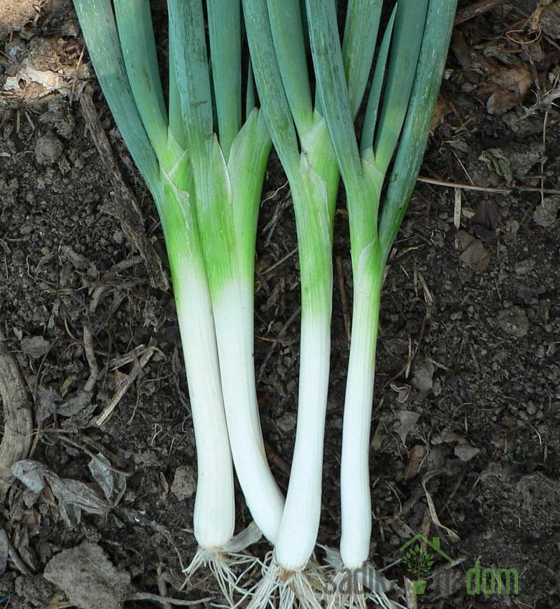 Sjeme Luk stogodišnji / Domaći zimski luk