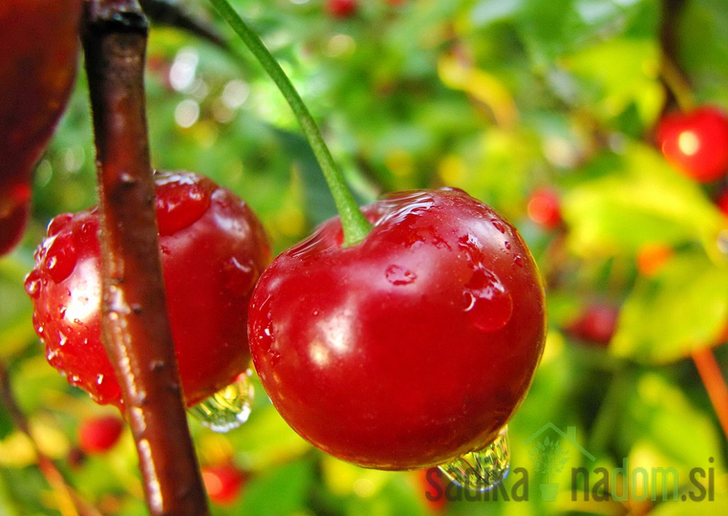 Trešnja Compact Lambert - odlična HRSKAVKA